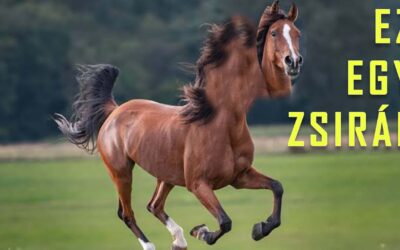 Zsiráfok és antiszemitizmus